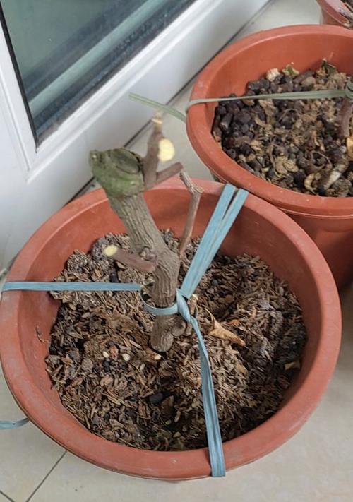 三角梅掉花后如何急救？