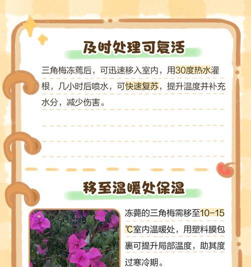 三角梅掉花后如何急救？