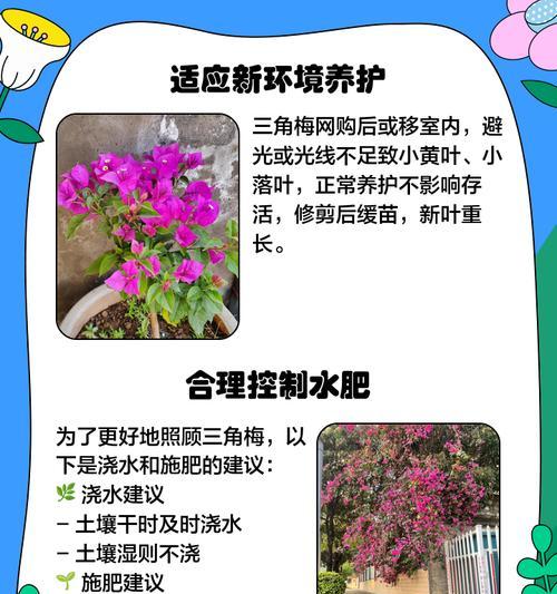 三角梅掉花后如何急救？