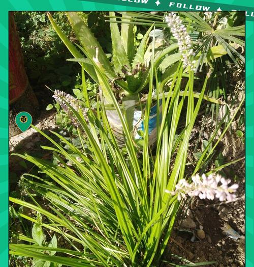 门冬观赏植物有哪些种类？如何进行养护？