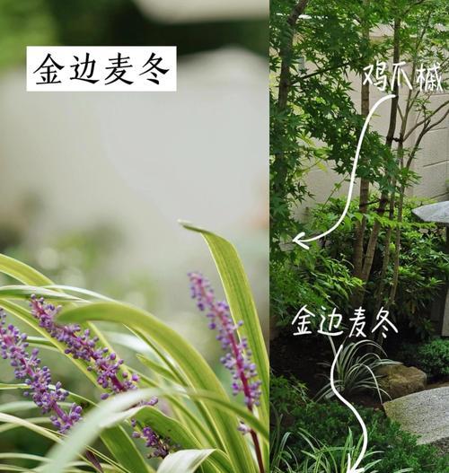 门冬观赏植物有哪些种类？如何进行养护？