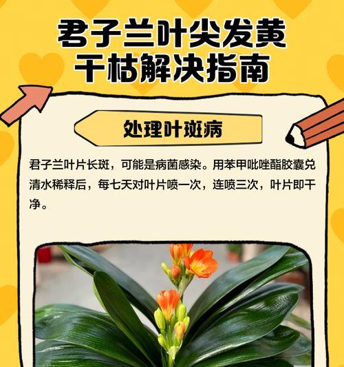 君子兰叶子出现白点和发黄的原因是什么？