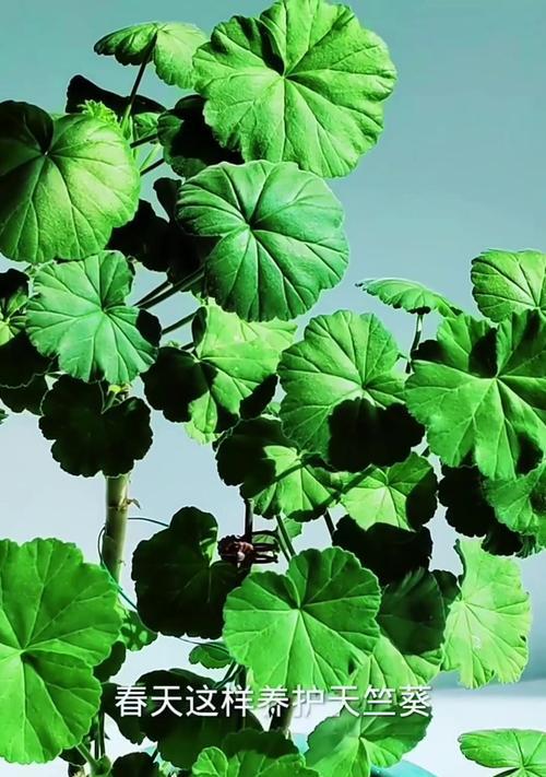 天竺葵春天发芽不良的解决措施有哪些？