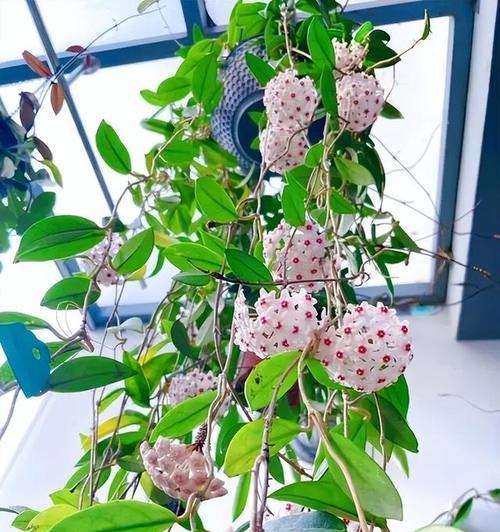阳台不开窗时适合种植哪些花卉？