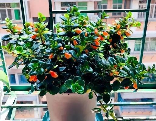 阳台不开窗时适合种植哪些花卉？