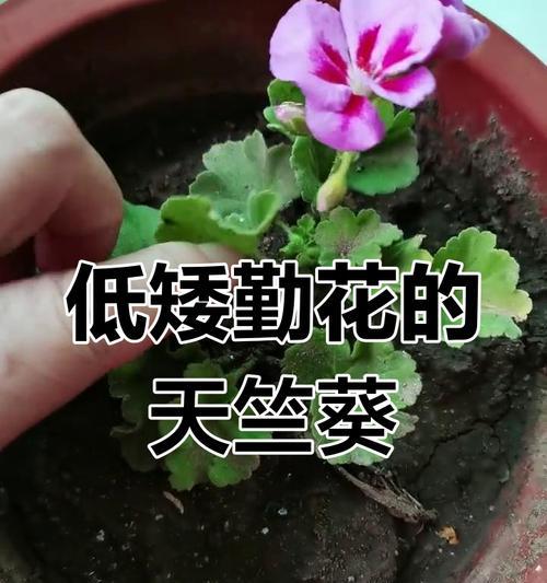 如何快速促使天竺葵开花？