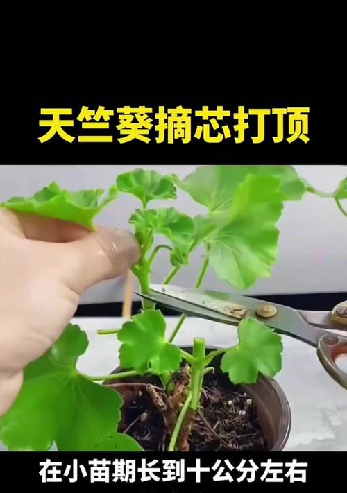 如何快速促使天竺葵开花？