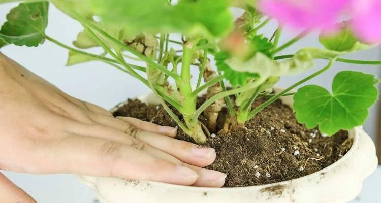 露台天竺葵的正确养护方法是什么？
