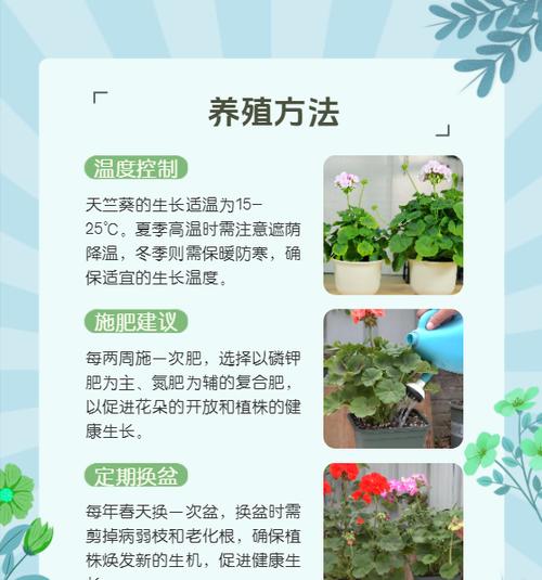 露台天竺葵的正确养护方法是什么？