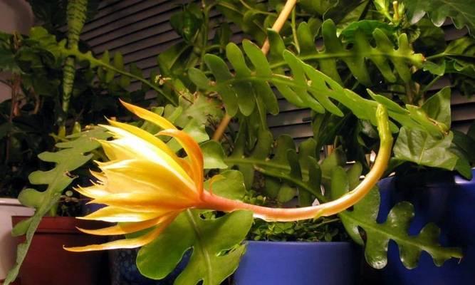 遮挡阳台适合种植哪些花卉？遮阳花卉的养护技巧有哪些？