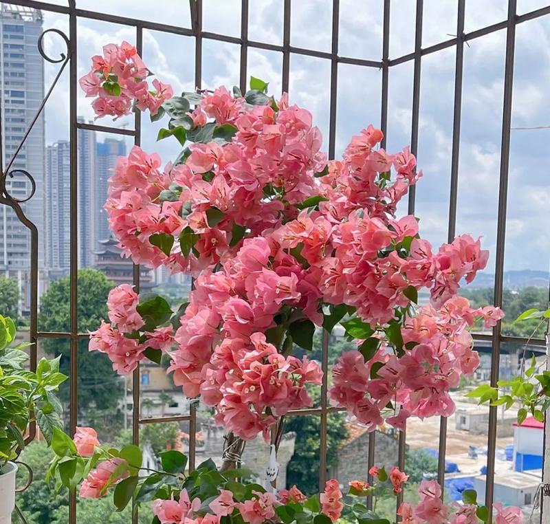 遮挡阳台适合种植哪些花卉？遮阳花卉的养护技巧有哪些？