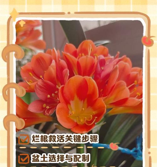 君子兰切芽子的正确步骤和注意事项是什么？