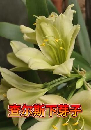 君子兰切芽子的正确步骤和注意事项是什么？