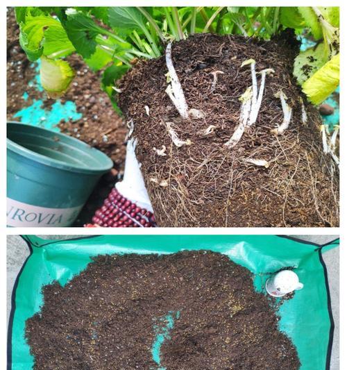 铁线莲大盆种植根部腐烂的补救措施？