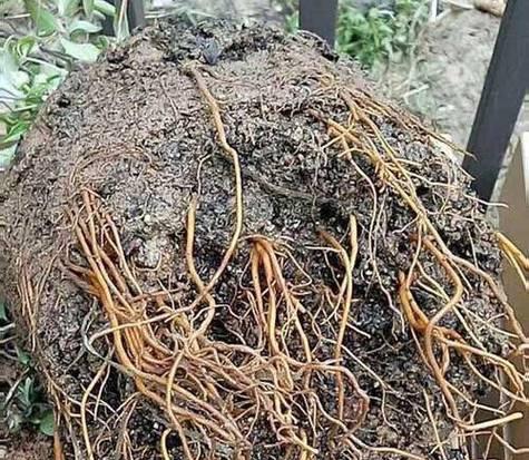 铁线莲大盆种植根部腐烂的补救措施？