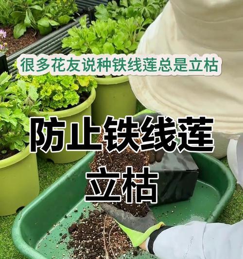 铁线莲大盆种植根部腐烂的补救措施？