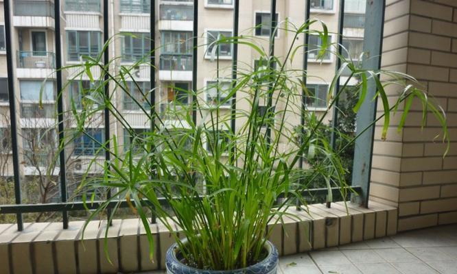 资阳有哪些水生植物盆栽？盆栽水生植物的选择和养护方法是什么？