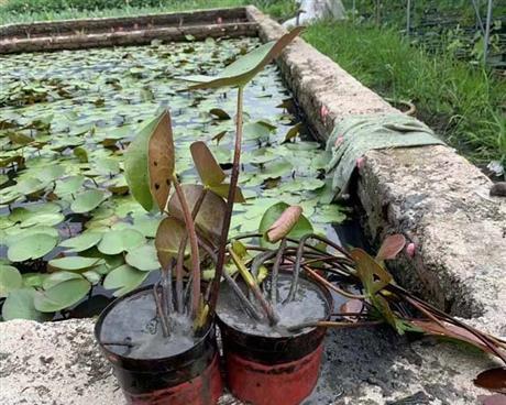 资阳有哪些水生植物盆栽？盆栽水生植物的选择和养护方法是什么？