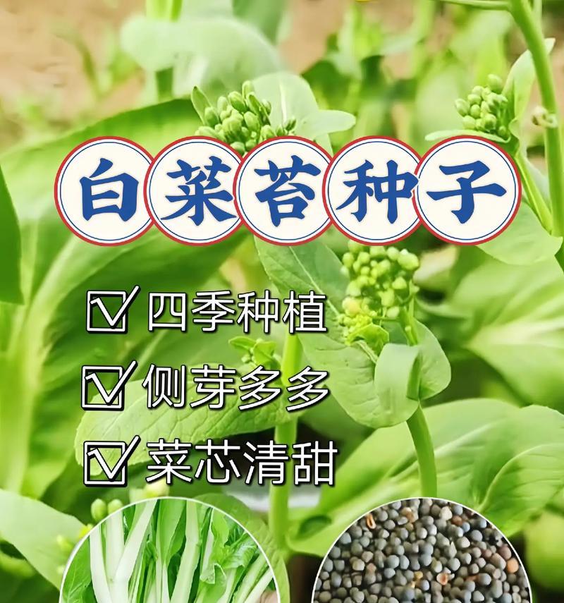 盆景鲜苔种子种植方法是什么？如何保证成活率？