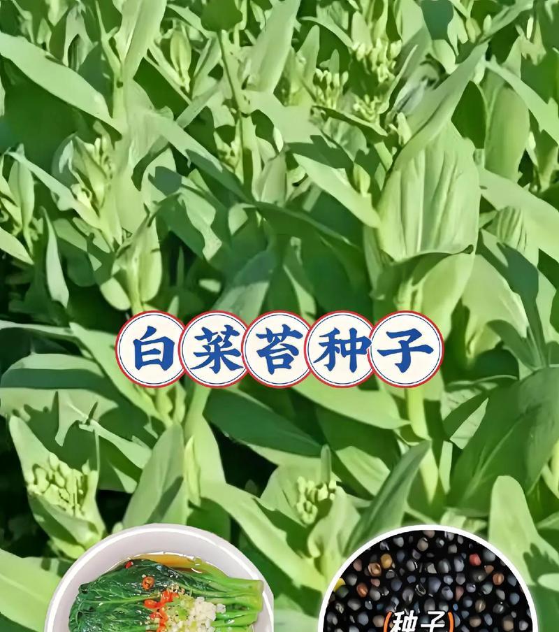 盆景鲜苔种子种植方法是什么？如何保证成活率？
