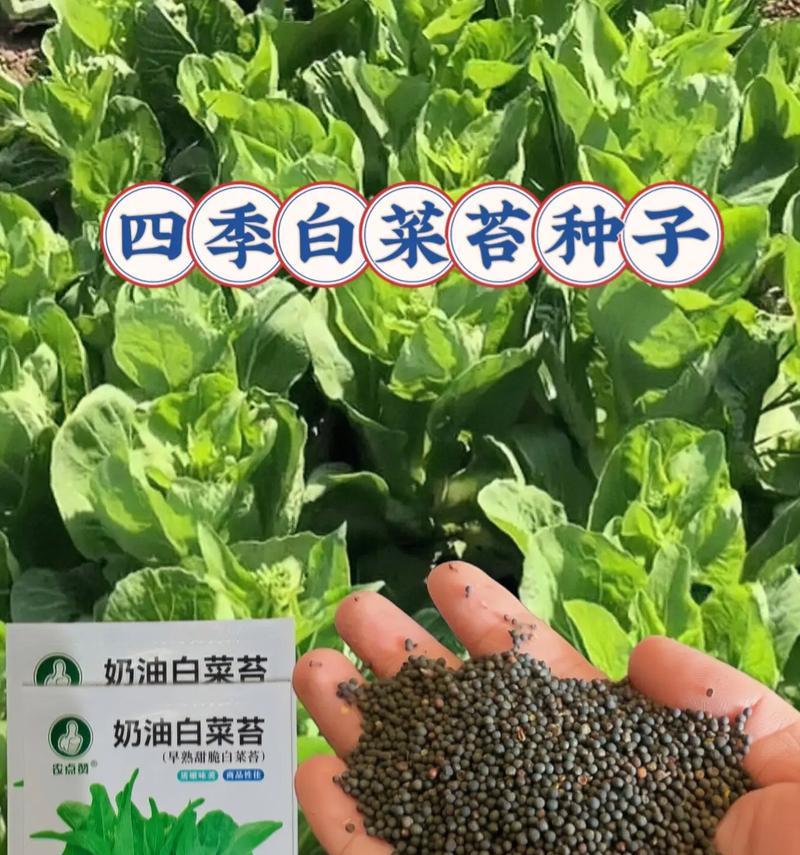 盆景鲜苔种子种植方法是什么？如何保证成活率？