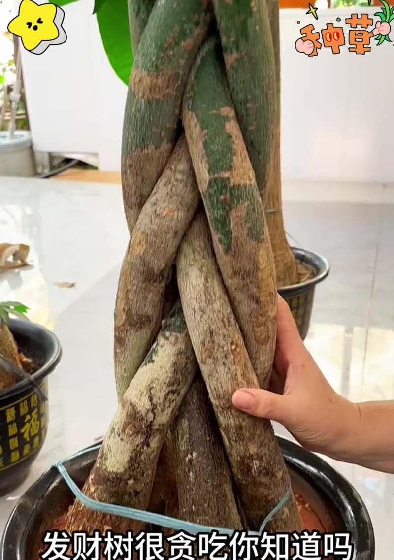 自制橙子树苗肥料的方法是什么？