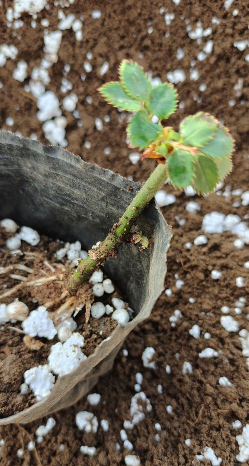 月季花移植到地里的正确步骤是什么？