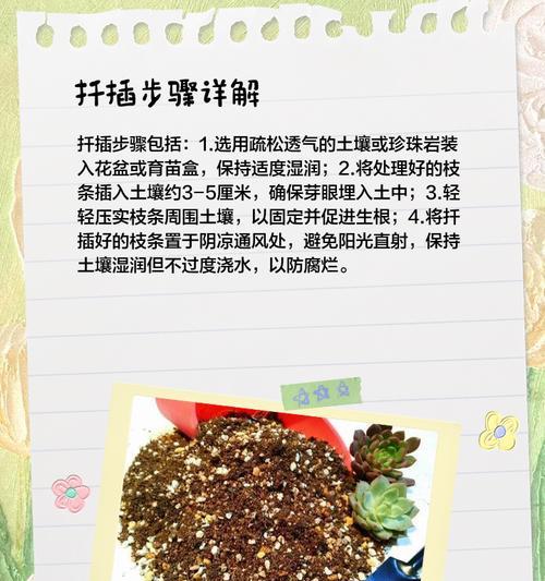 月季花移植到地里的正确步骤是什么？