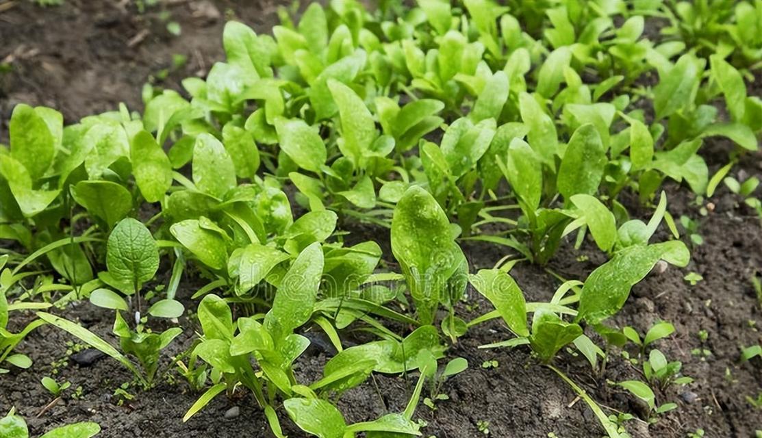夏季雨天播种哪些蔬菜最合适？