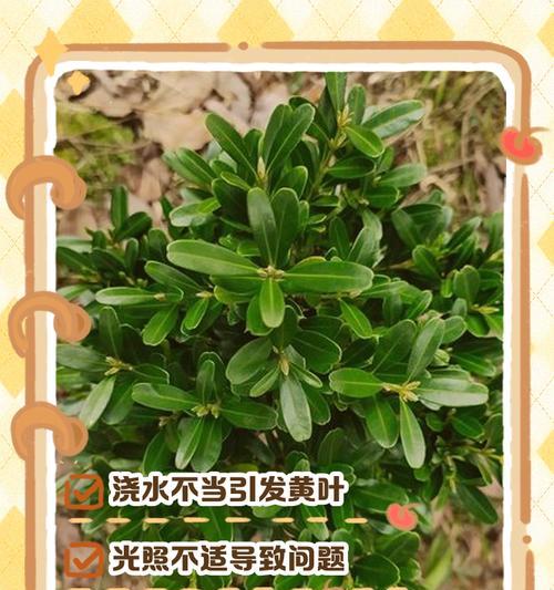 黄杨春天老叶子发黄是什么原因？