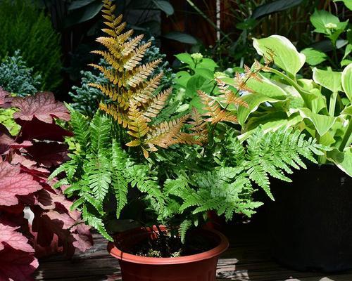 铁线蕨室内观赏植物种类？如何选择合适的品种？