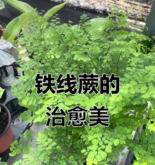 铁线蕨室内观赏植物种类？如何选择合适的品种？
