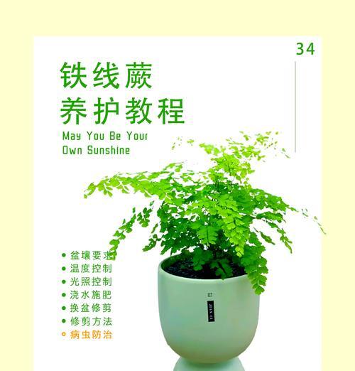铁线蕨室内观赏植物种类？如何选择合适的品种？