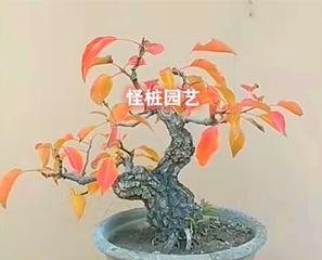 梨树盆景老桩如何修剪才能结果？梨树盆景老桩怎么修剪结果？