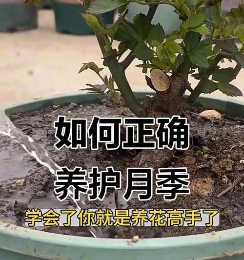 北方夏季月季的正确浇水方法是什么？