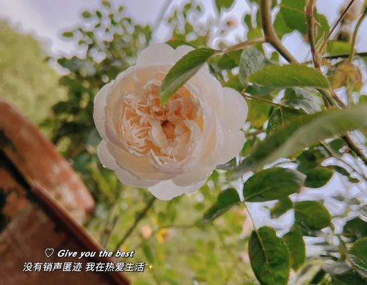 北方夏季月季的正确浇水方法是什么？