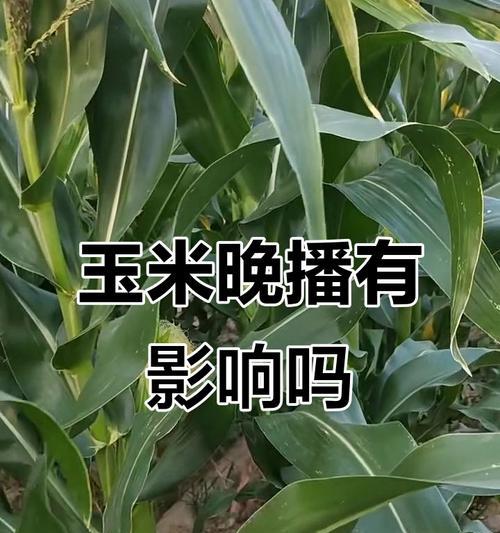 什么天气播种玉米比较好？播种玉米的最佳时间是什么时候？