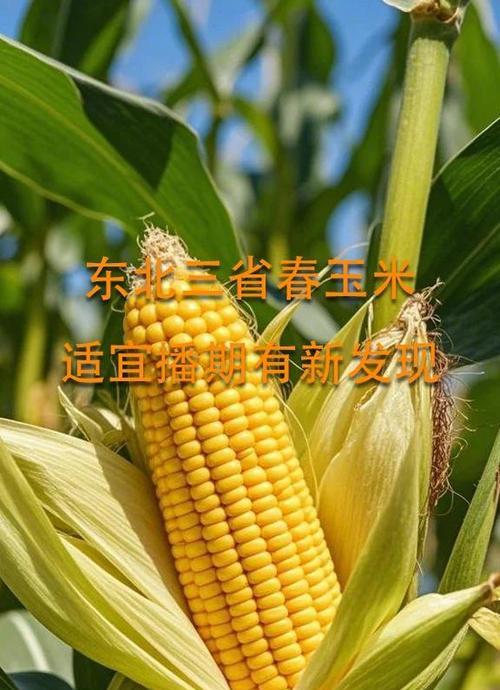 什么天气播种玉米比较好？播种玉米的最佳时间是什么时候？