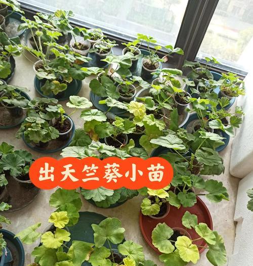 天竺葵莫奈小苗的养殖方法是什么？