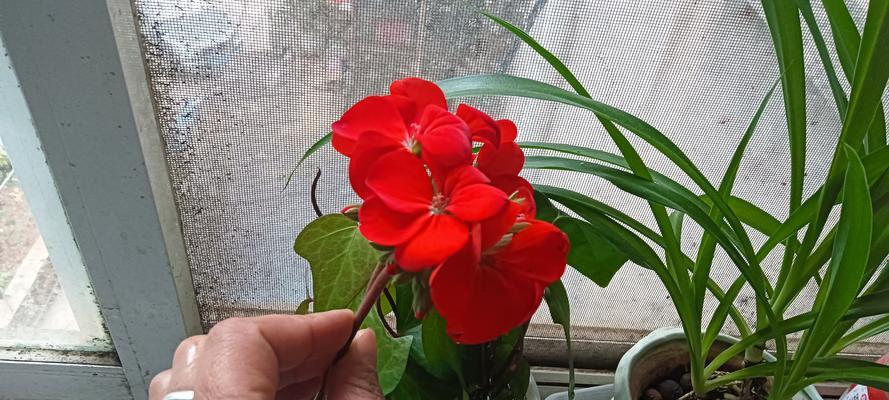 天竺葵莫奈小苗的养殖方法是什么？