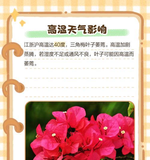 三角梅缺水了怎么急救？补救措施是什么？