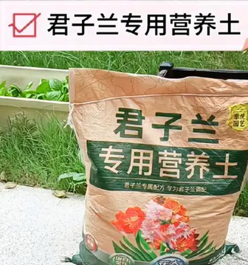 君子兰土蜈蚣怎么养殖的？养殖君子兰土蜈蚣的注意事项有哪些？