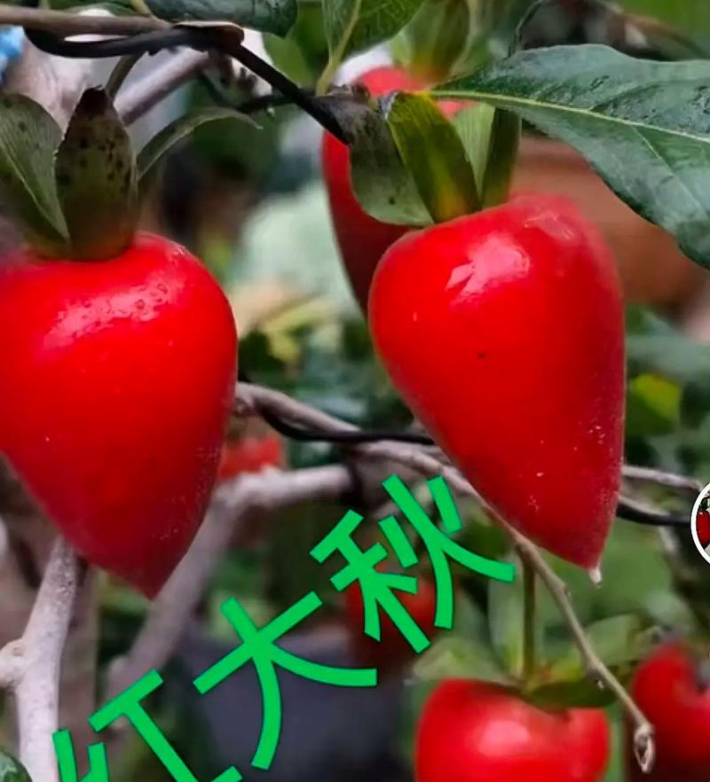老鸭柿种子的最佳播种时间是什么时候？