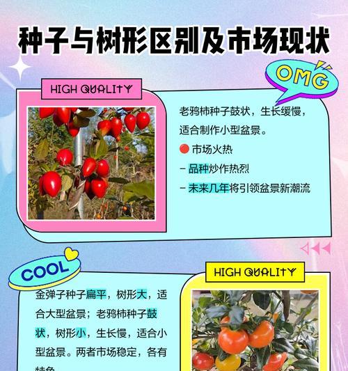 老鸭柿种子的最佳播种时间是什么时候？