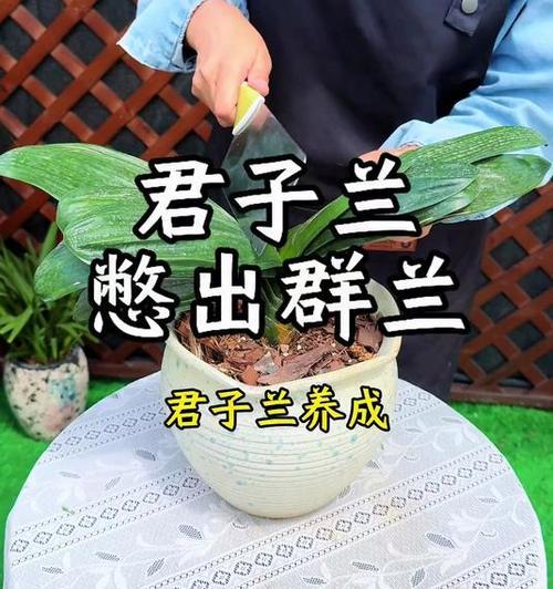 君子兰如何培养出群兰？