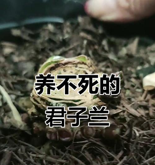 君子兰如何培养出群兰？