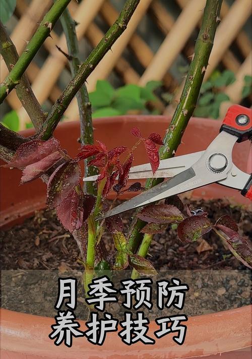 刚种下的月季如何正确浇水？