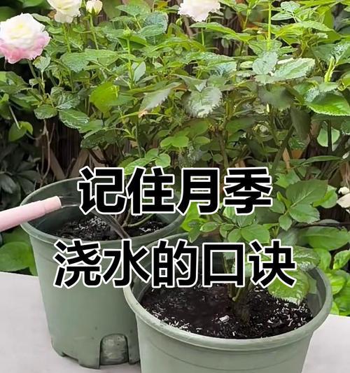 刚种下的月季如何正确浇水？