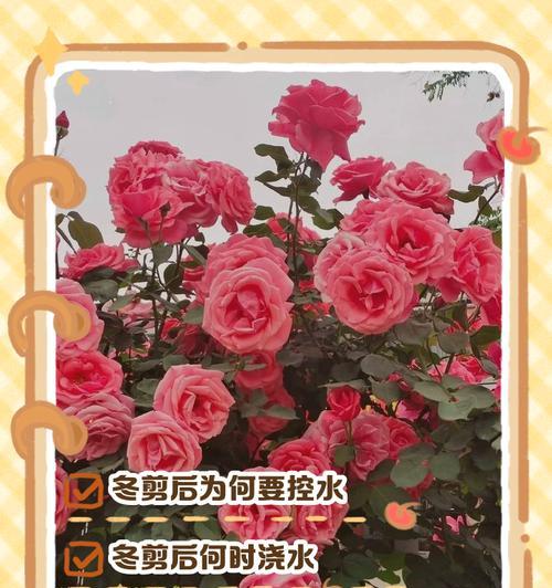 刚种下的月季如何正确浇水？