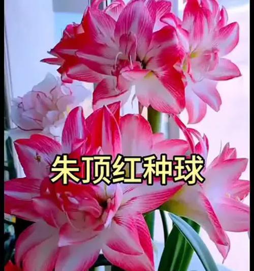 朱顶红球茎生长快速季节？